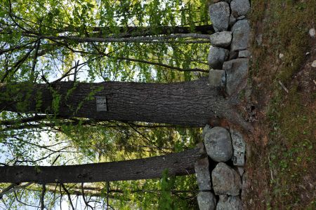 Symbols in the Woods